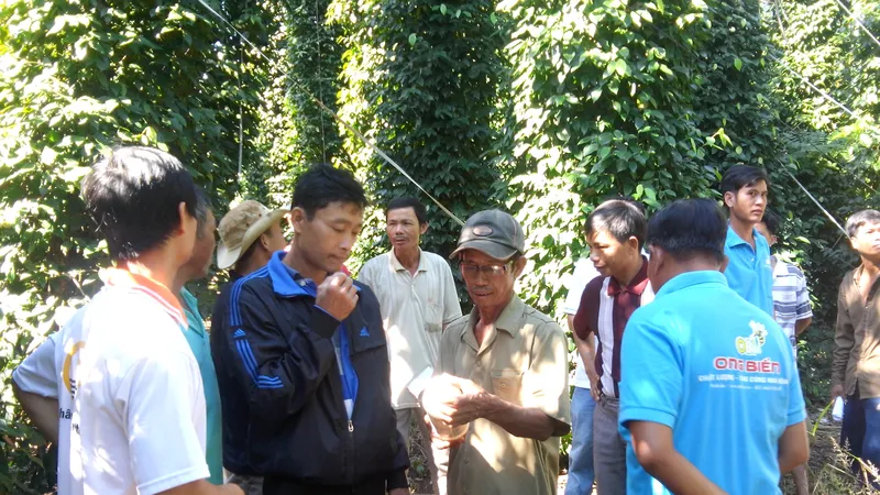 Đông Nam bộ: Giá tiêu cao, nông dân phấn khởi
