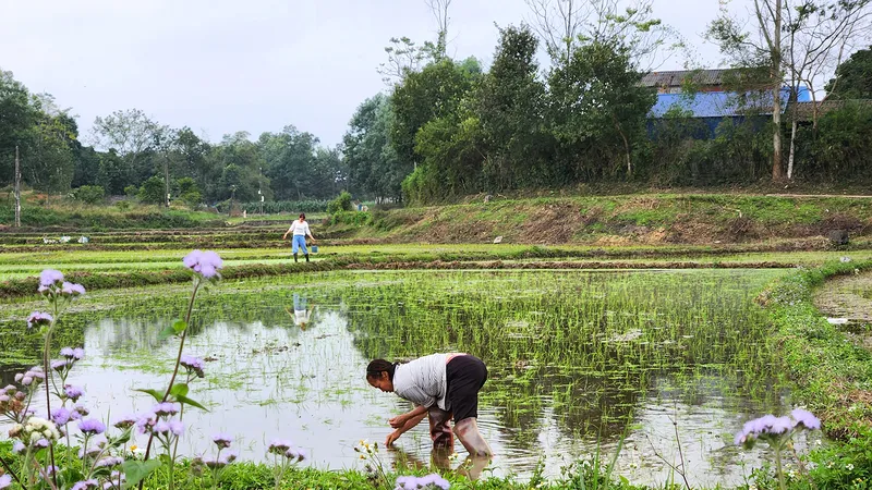Thửa ruộng nhỏ trước nhà - nơi lưu giữ những hoài niệm của một đời người gắn với làng quê