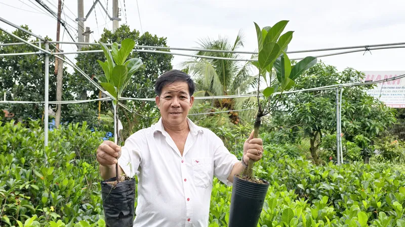 Giống mít nghệ Thanh Sơn do ông Sơn là tác giả được khách hàng yêu thích