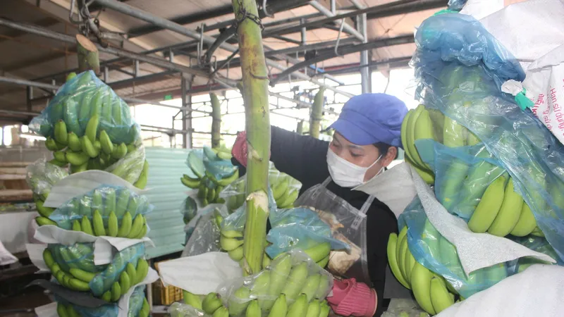Sơ chế chuối xuất khẩu tại Công ty CP Nông nghiệp U&I ở xã Phước Thành (TPHCM). Ảnh: ĐỨC TRUNG 
