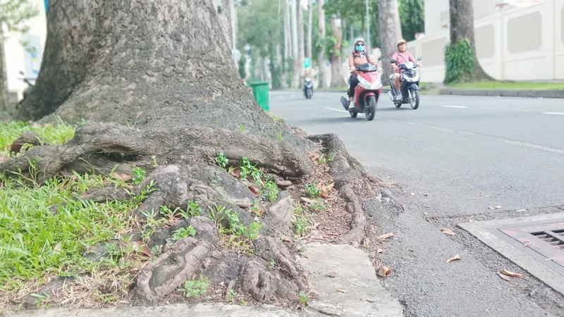 Rễ một cây xanh trên đường Huyền Trân Công Chúa (phường Bến Thành, TPHCM) trồi lên, lấn ra đường đi. Ảnh: MINH HẢI 