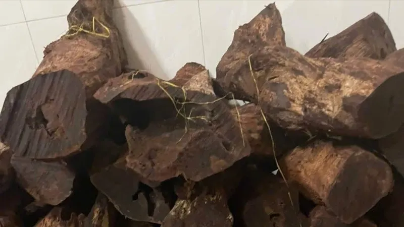 Quảng Trị: Người dân đổ xô vào rừng khai thác gỗ mán đỉa, bán 3 triệu đồng/kg