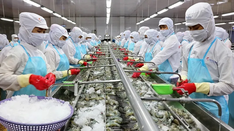 Công nhân Công ty cổ phần Kinh doanh thủy hải sản Sài Gòn (APT) thực hiện công đoạn sơ chế, phân loại tôm nguyên liệu. Ảnh: HOÀNG HÙNG