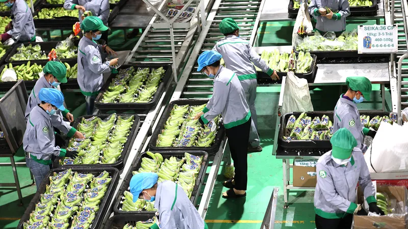Dây chuyền phân loại, đóng gói chuối xuất khẩu tại khu liên hợp Snuol (tỉnh Kratie, Campuchia)