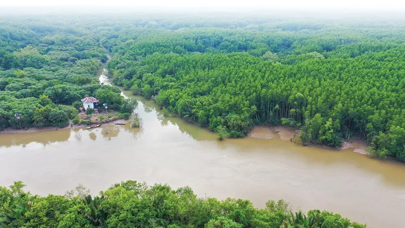Rừng Cần Giờ. Ảnh: HOÀNG HÙNG