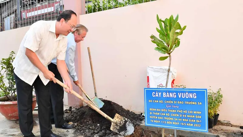 Trồng bàng vuông do chiến sĩ Trường Sa tặng tại trường học quận 5