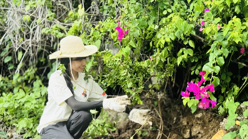 Các gốc hoa giấy được trồng trên tuyến đường từ Cảng Hàng không Côn Đảo về trung tâm Côn Đảo