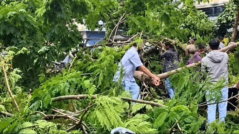 凤凰木倒下砸中一人，事发医院门口。图：建文
