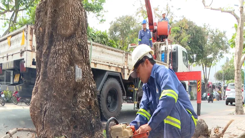 Khẩn trương cắt tỉa cành nhánh, hạ độ cao cho cây xanh 