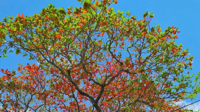 Ngỡ ngàng Côn Đảo mùa bàng thay lá