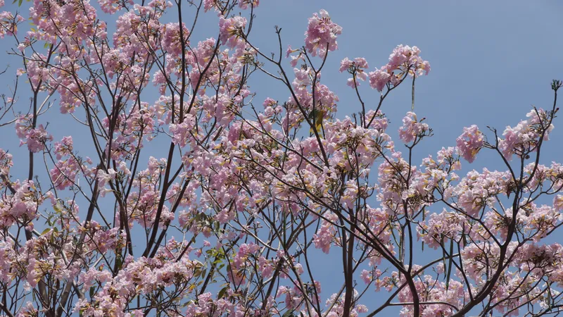 Lãng mạn với đường hoa kèn hồng 