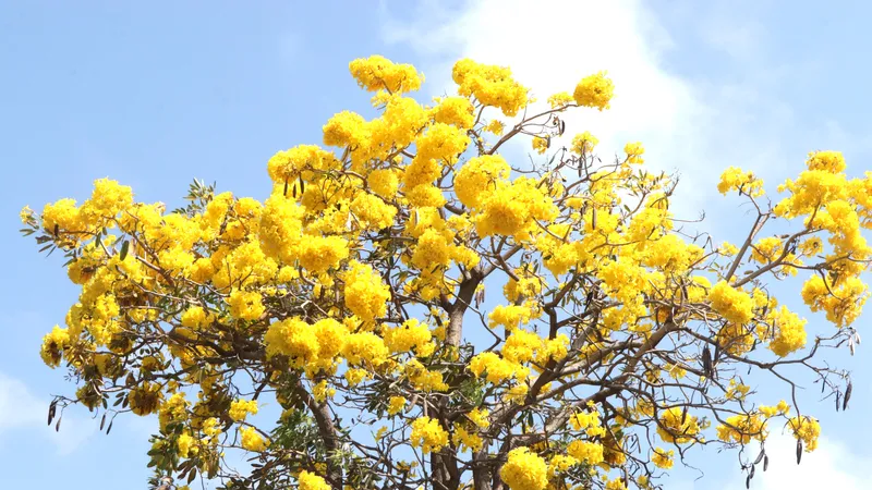 Phường Vũng Tàu: Hoa chuông vàng thu hút du khách