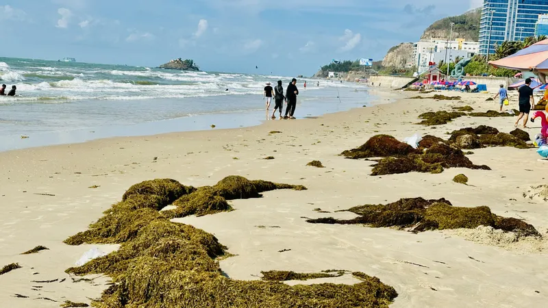 Rong nho dày đặc biển Bãi Sau – Vũng Tàu