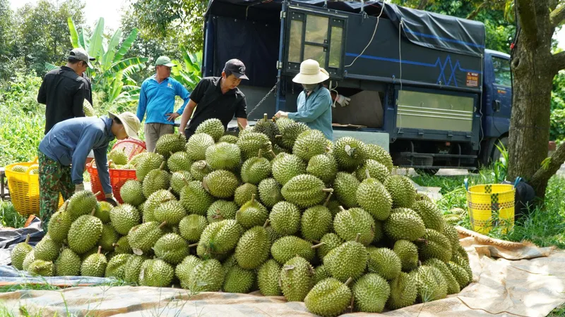 Giá sầu riêng lao dốc, nhà vườn hết lãi 