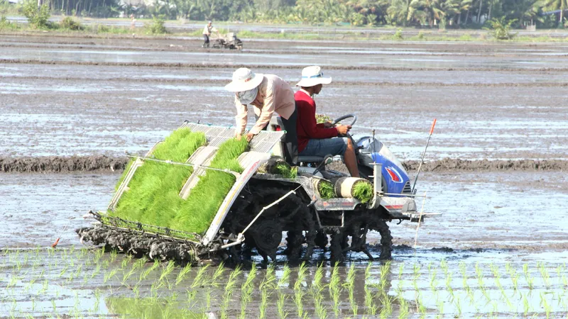 Nhân rộng canh tác lúa thông minh