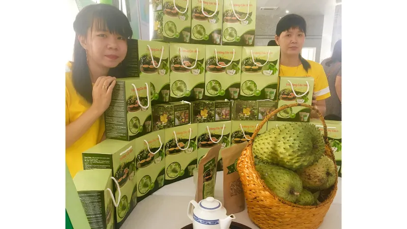 Thu nhập ổn định nhờ mãng cầu Xiêm được bao tiêu 