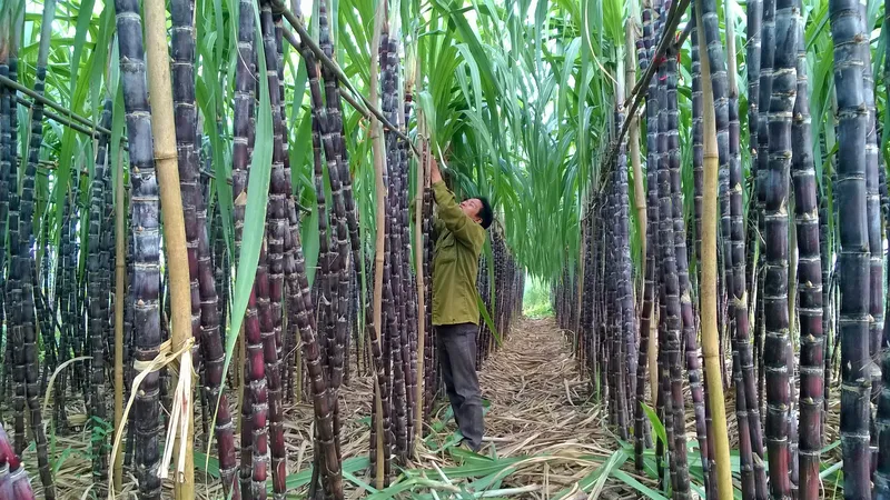 Chuyển hơn 1.100ha mía sang trồng cây khác