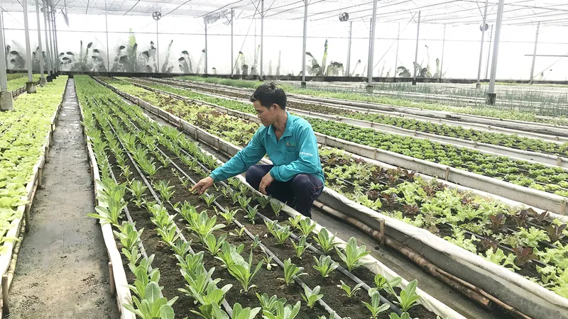 Phát triển nông nghiệp gắn với đô thị
