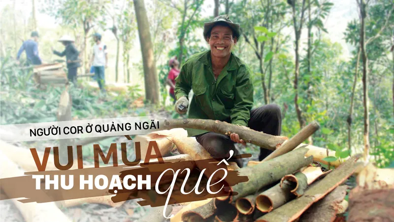 Người Cor ở Quảng Ngãi vui mùa thu hoạch quế