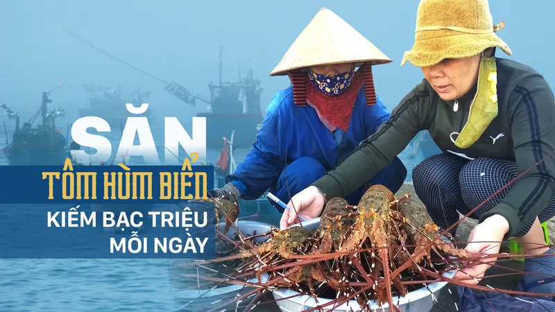 Săn tôm hùm biển kiếm bạc triệu mỗi ngày
