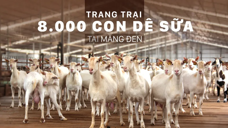Trang trại 8.000 con dê sữa tại Măng Đen