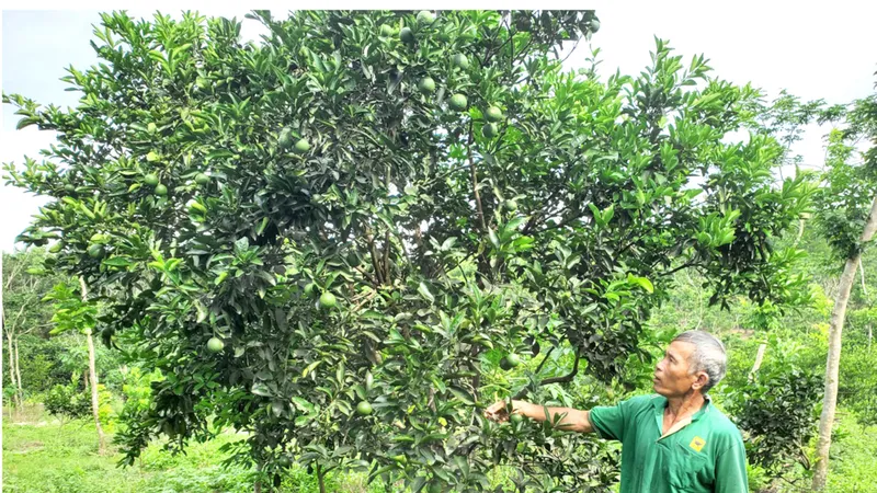 Các nhà khoa học đề nghị xử lý tình trạng cây giống, hạt giống giả