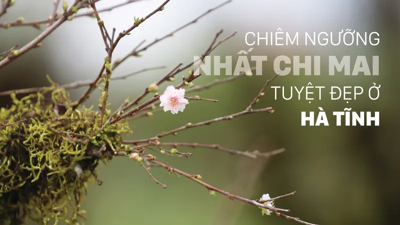 Chiêm ngưỡng nhất chi mai tuyệt đẹp ở Hà Tĩnh