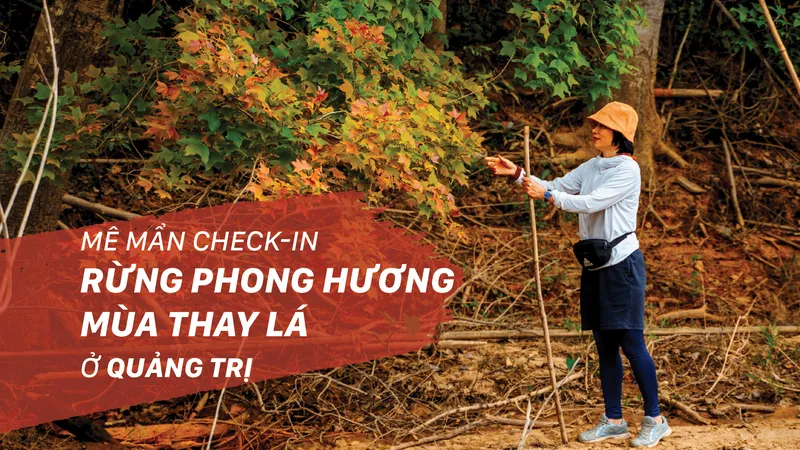 Mê mẩn check-in rừng phong hương mùa thay lá ở Quảng Trị
