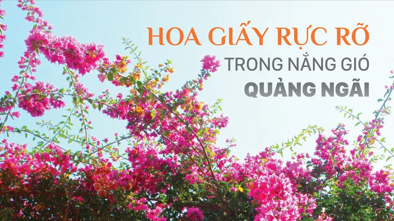 Hoa giấy rực rỡ trong nắng gió Quảng Ngãi