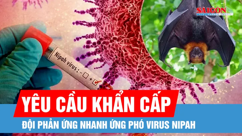 Bộ Y tế yêu cầu khẩn cấp củng cố các đội phản ứng nhanh ứng phó virus Nipah