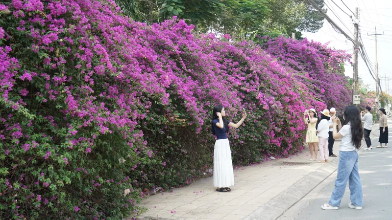 Chiêm ngưỡng "con đường mộng mơ" giữa lòng đô thị