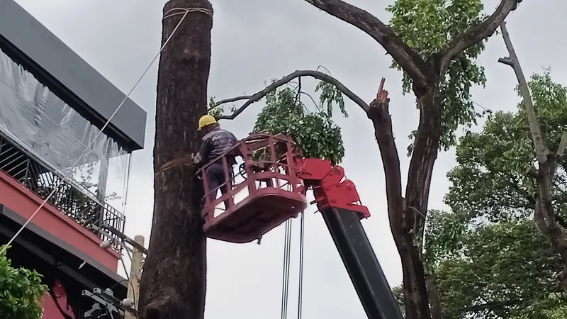 Sẵn sàng ứng phó với các sự cố cây xanh trong mưa bão