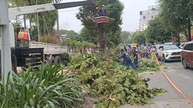 Nhiều cây xanh bị xâm hại do thi công cải tạo vỉa hè quận 1