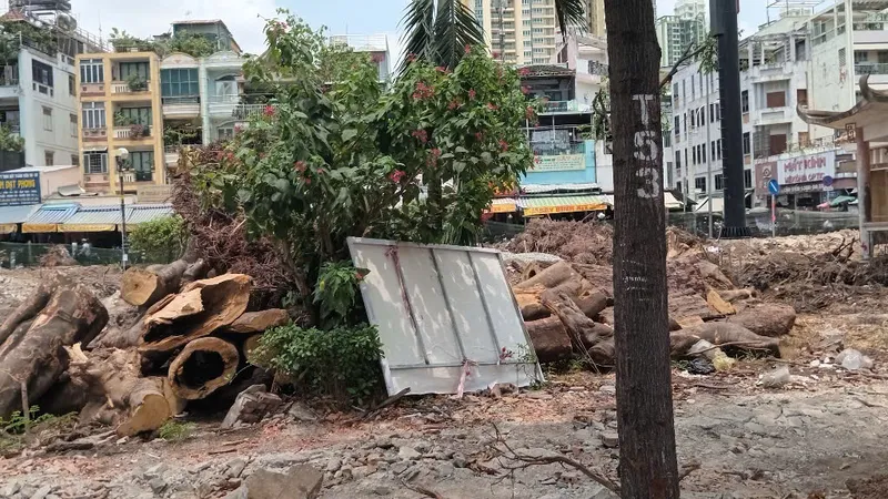 Cải tạo công viên đốn hạ 31 cây xanh 