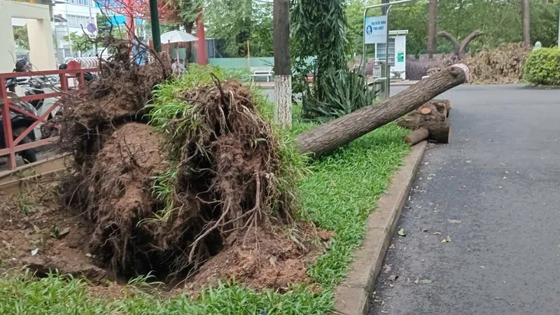 Sau cơn mưa, ngổn ngang cây ngã, đổ ở Công viên Bình Phú