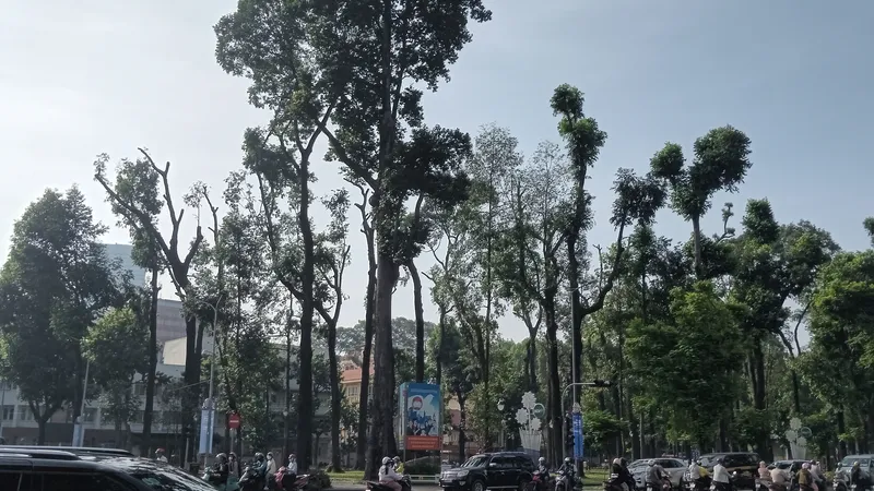 Tiếc nuối khi nhiều cây xanh ở TPHCM bị cắt tỉa trơ trụi