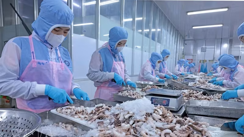 安江省辉南公司加工章鱼出口日本市场。图自越通社