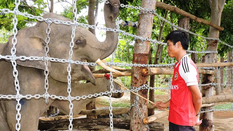 Voi rừng liên tiếp về tấn công voi nhà