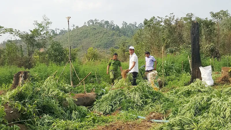 Cơ quan chức năng nhổ bỏ cây cần sa