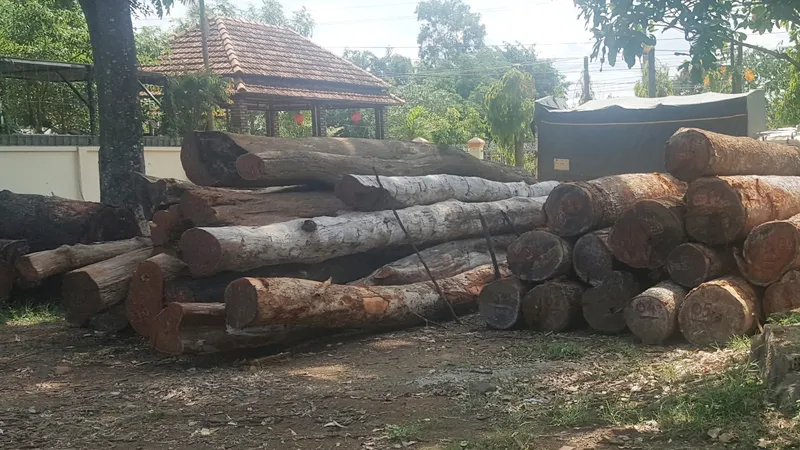 Hàng trăm khối gỗ tang vật thu giữ tại hạt kiểm lâm Cư Jút