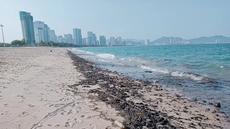 Dầu đen vón cục dạt vào bờ biển Nha Trang rải rác khoảng 2km