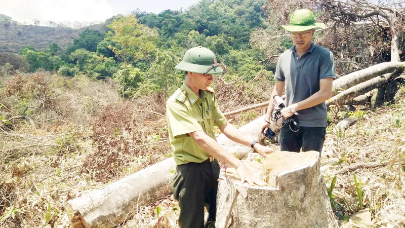 Kỷ luật nhiều kiểm lâm trong vụ tàn phá 61 ha rừng tại Bình Định