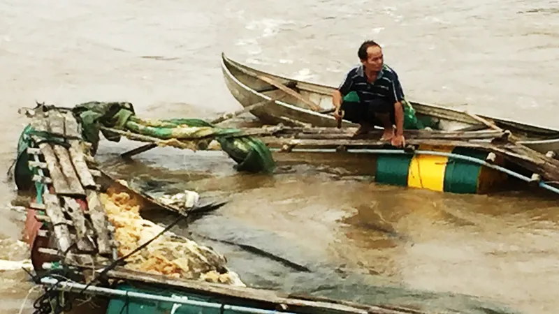 Lũ tràn về bất ngờ, cuốn trôi 4 tấn cá diêu hồng của người dân