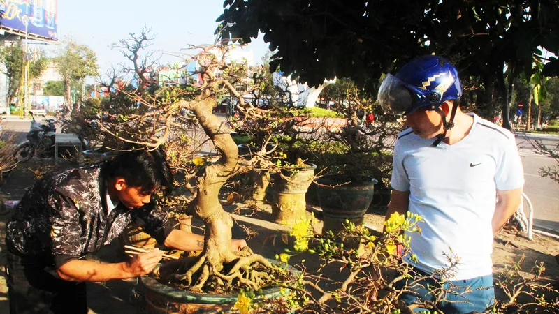 Xuất hiện nhiều mai bonsai cổ thụ bày bán dịp Tết 