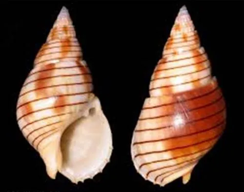 Ăn nhằm ốc lạ, tử vong trên đường đi cấp cứu