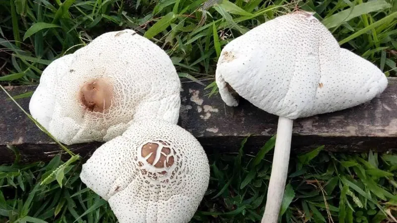 Ăn phải nấm độc, 3 bà cháu bị ngộ độc nặng
