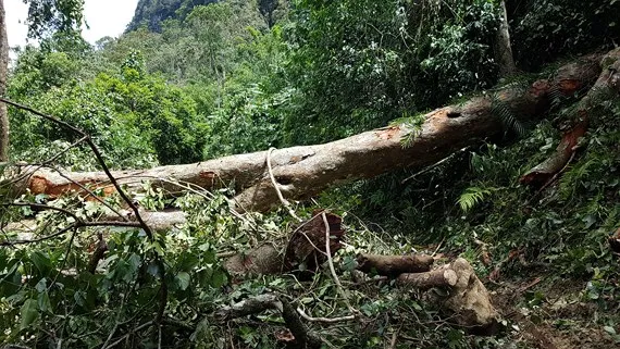 Lốc xoáy quật ngã cây cổ thụ, người vợ trẻ tử nạn khi cùng chồng đi chăn dê
