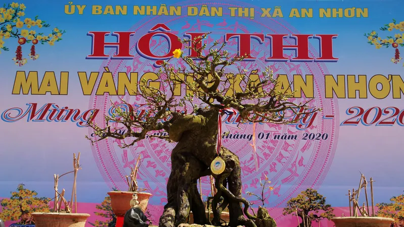 Hàng trăm "đại lão mai" tranh tài ở đất võ