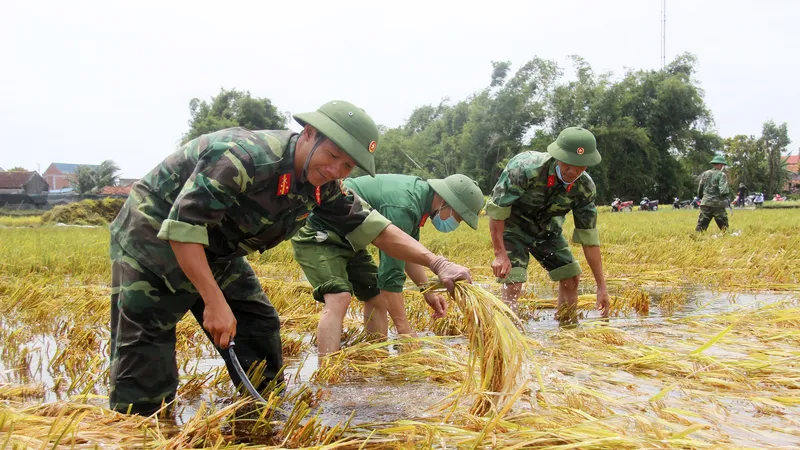 Giúp nông dân “giải cứu” lúa sau thiên tai dị thường 
