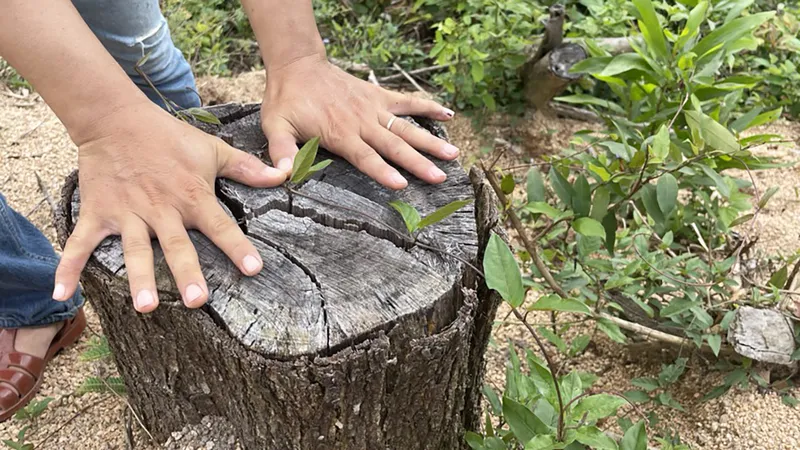 Vụ 2,27ha rừng phòng hộ Vân Canh (Bình Định) bị tàn phá: Công an đã khởi tố, đang cập nhật điều tra